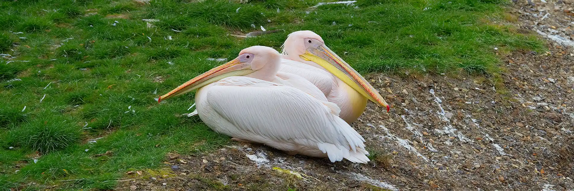 London Zoo, London, England