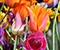 Flower Shows & Gardens