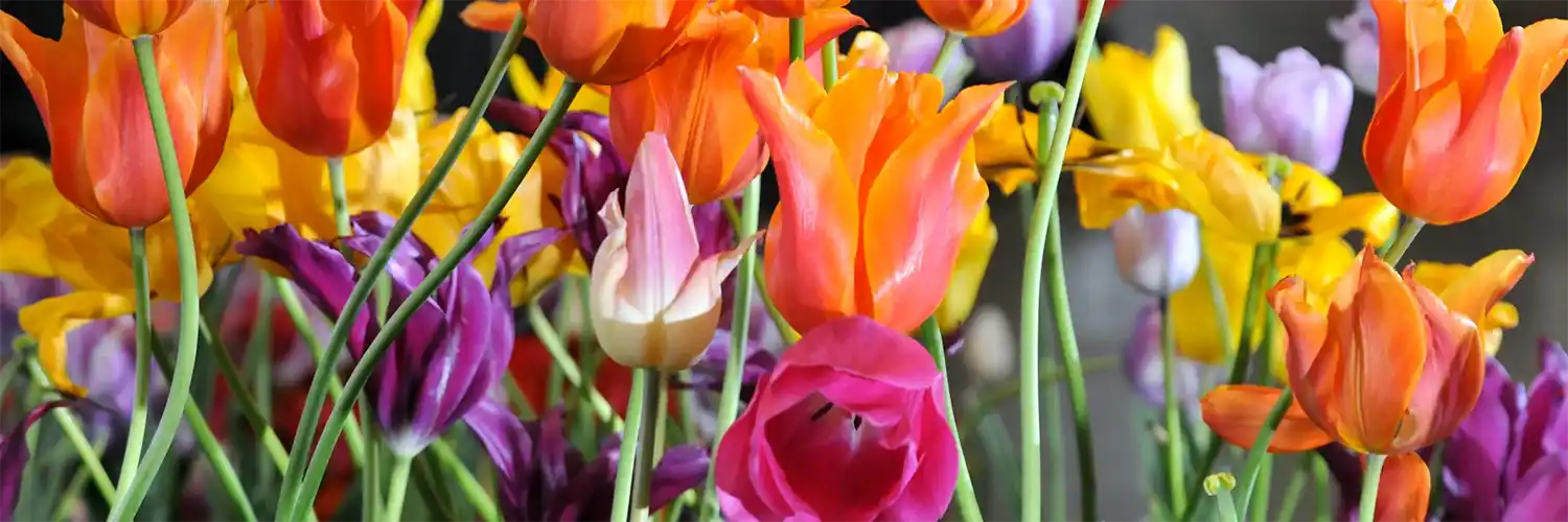 Harrogate Spring Flower Show & Historic York