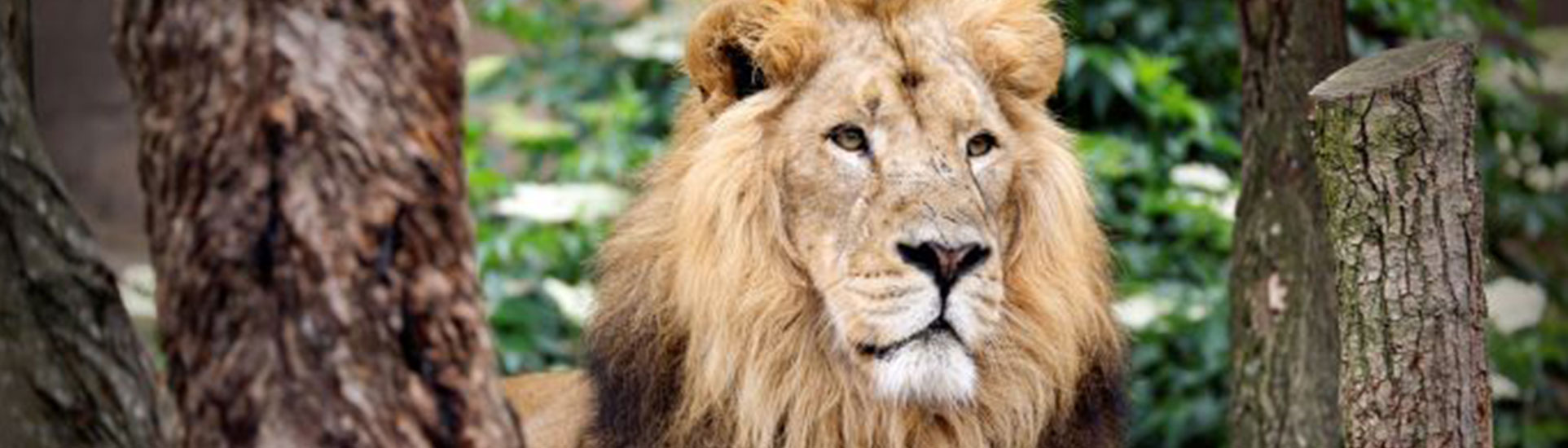 tourhub | Just Go Holidays | ZSL London Zoo & City Sights 